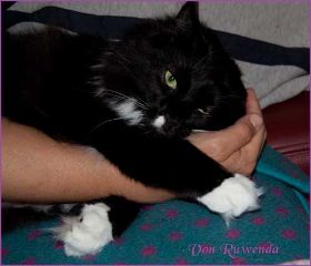 Opal bei den Norwegischen Waldkatzen von Ruwenda schläft auf Herrchens Hand