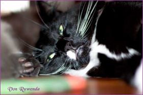 Opal bei den Norwegischen Waldkatzen von Ruwenda schaut frech