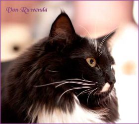 Opal bei den Norwegischen Waldkatzen von Ruwenda im Profil