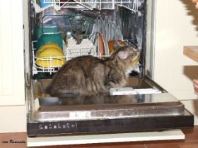 Beauty Spülmaschine.JPG