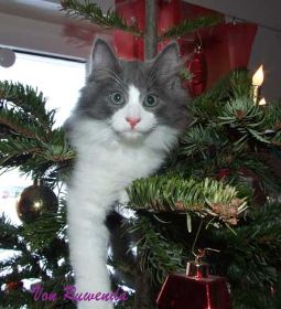 Kadiya von den Norwegischen Waldkatzen von Ruwenda Weihnachten 2010