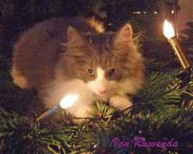 Kadiya von den Norwegischen Waldkatzen im Kerzenlicht