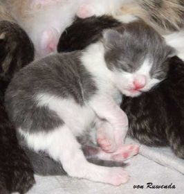 Kätzchen Kadiya von den Norwegischen Waldkatzen von Ruwenda kuschelt mit ihren Geschwistern