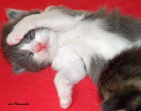 Kitten Kadiya von den Norwegischen Waldkatzen von Ruwenda beim schlafen 