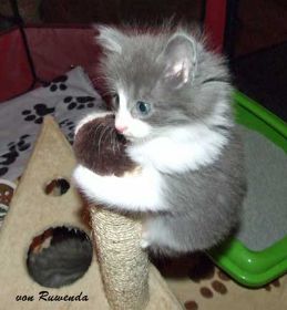 Kadiya von den Norwegischen Waldkatzen von Ruwenda erklimmt den Kitten-Kratzbaum