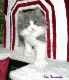 Kadiya von den Norwegischen Waldkatzen von Ruwenda übt sich als Tiger