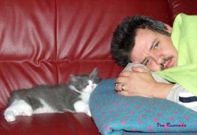 Kadiya von den Norwegischen Waldkatzen von Ruwenda kuschelt mit Herrchen