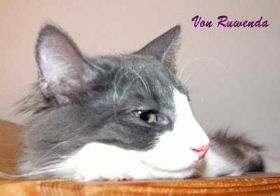 Kadiya von den Norwegischen Waldkatzen von Ruwenda auf unserem Bauernschrank - Bild 2