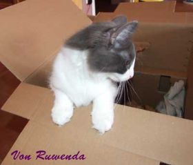 Kadiya von den Norwegischen Waldkatzen von Ruwenda im Alter von 6 Monaten