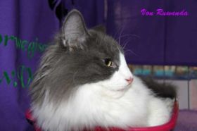 Kadiya von den Norwegischen Waldkatzen von Ruwenda auf Ausstellung in Keferloh