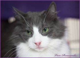 Kadiya von den Norwegischen Waldkatzen von Ruwenda im März 2012 - Bild 5